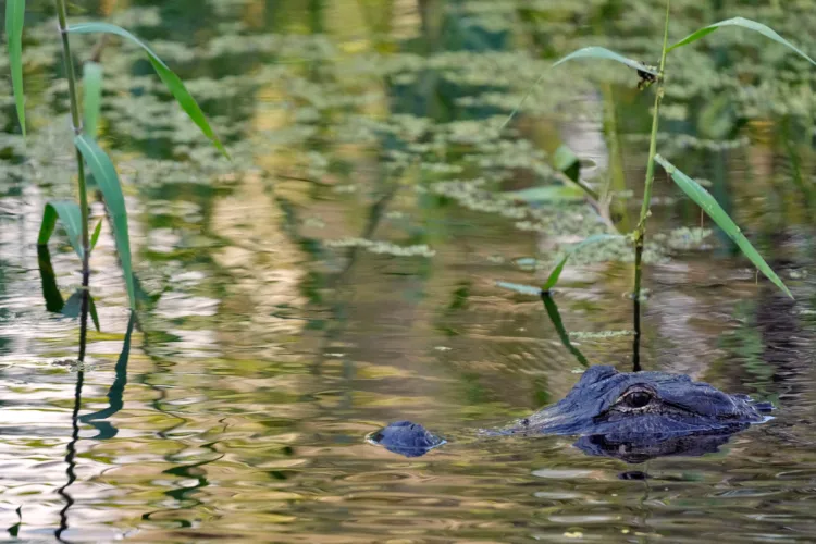 Fisherman, 71, killed by 12-foot alligator alongside Florida lake